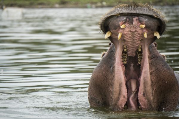 Lake Naivasha1