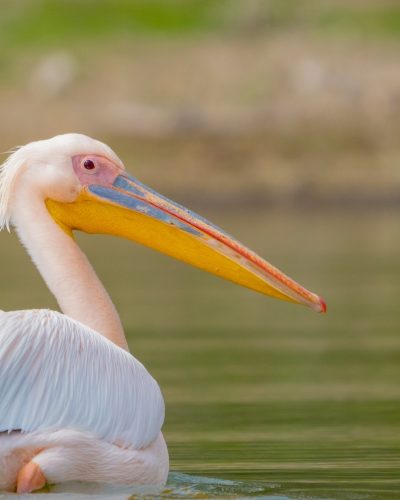 Lake Naivasha2