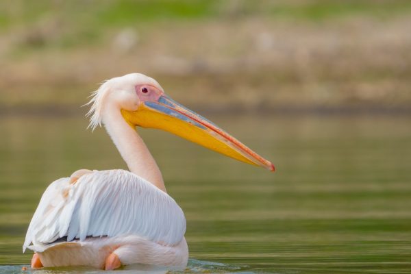 Lake Naivasha2