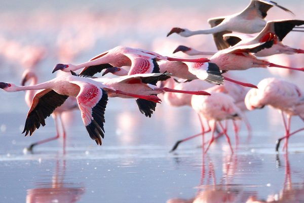 Lake Nakuru National Park