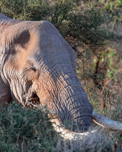 amboseli national Park2