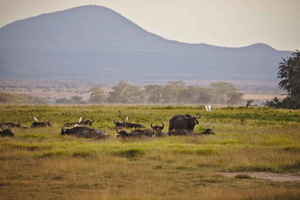 amboseli-wildlife-safari