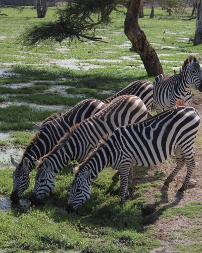 amboseli1