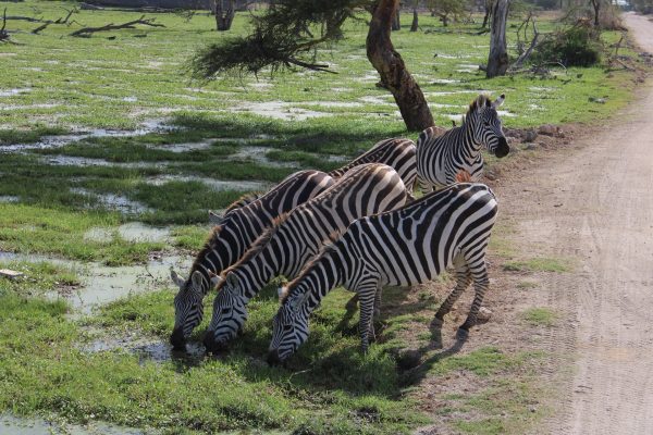 amboseli1