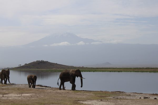 amboseli2