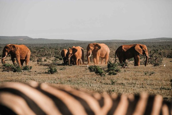 elephants-tsavo-east-safari