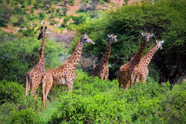 giraffe-tsavo-west