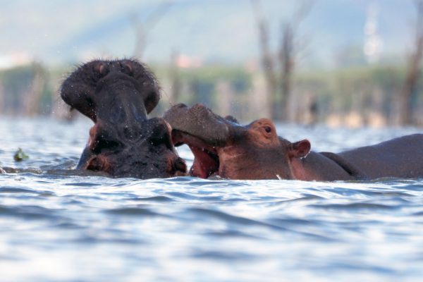 lake-naivasha2