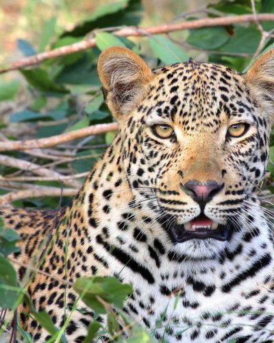 leopard-tsavo-west