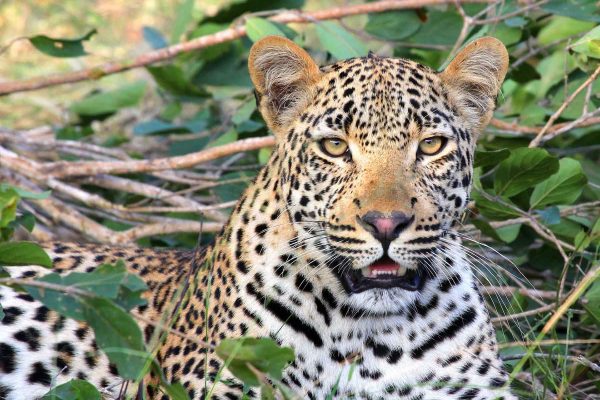 leopard-tsavo-west