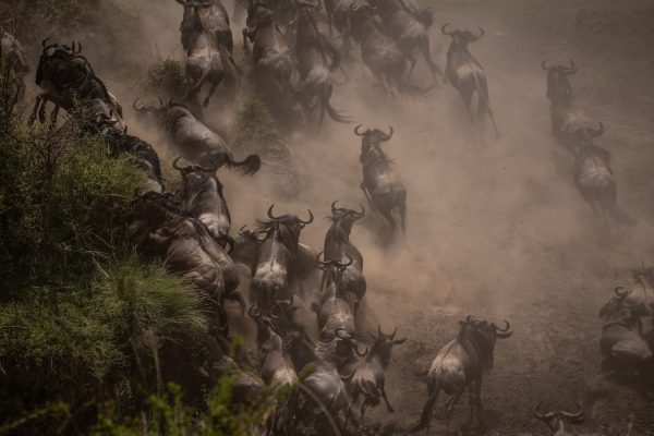 masai mara2