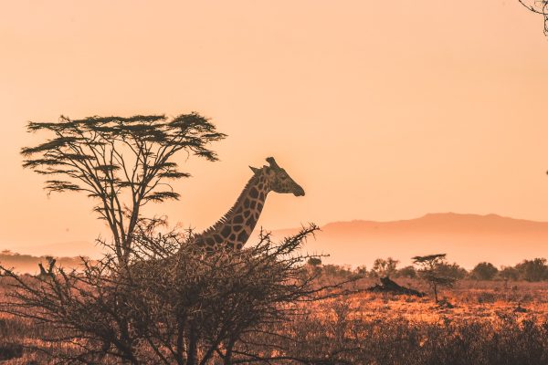 masai mara4