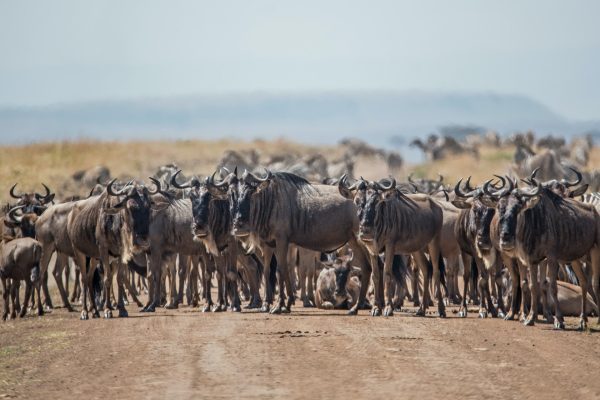 masaimara3