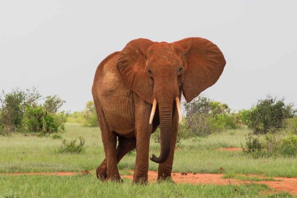 murad-swaleh-elephant-tsavo