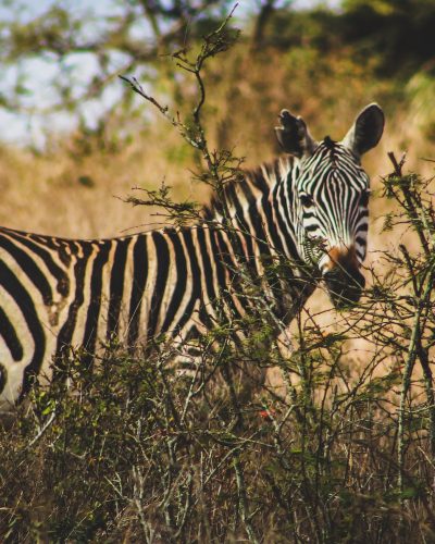 nairobi national park