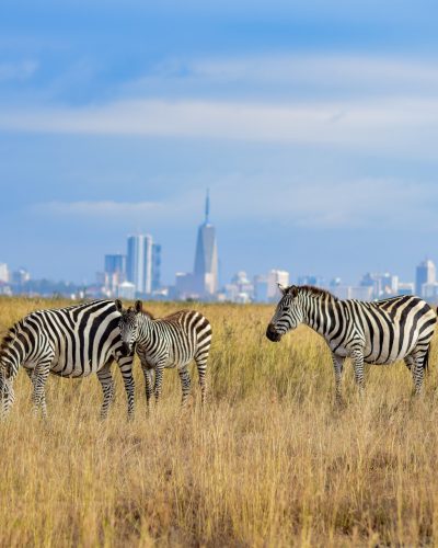 nairobi national park2