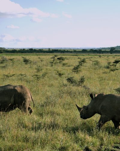 nairobi-national park3