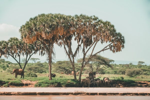 samburu6