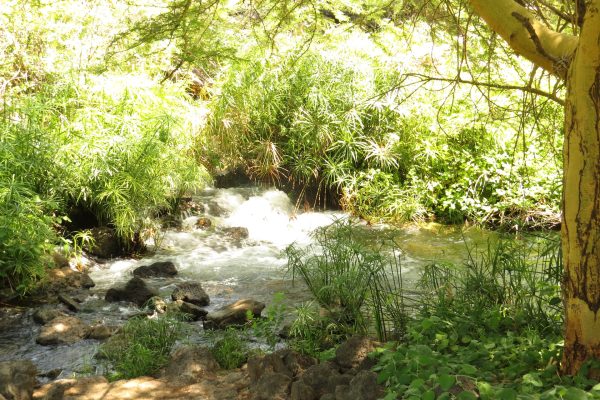 tsavo-westmzima springs